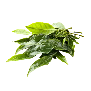 L-theanine